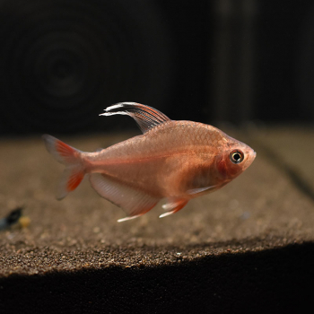 Weißflossen-Schmucksalmler, Hyphessobrycon rosaceus White fin